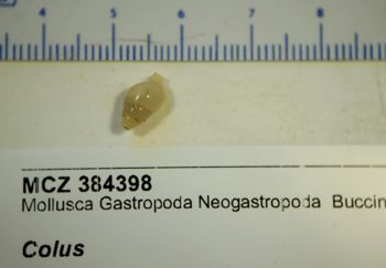 Media type: image; Malacology 384398